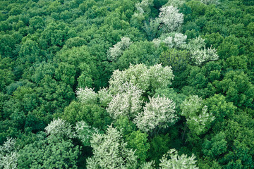 Fototapeta premium Top down flat aerial view of dark lush forest with blooming green trees canopies in spring