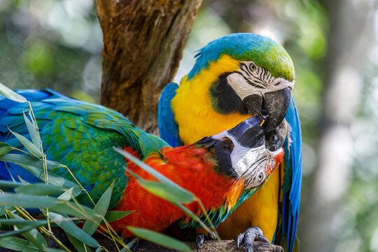 Colorful Macaw parrot couple kissing affection in Pantanal, Brazil