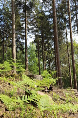 Fototapeta premium Green big oak tree with huge trunk in the middle of the Pine forest
