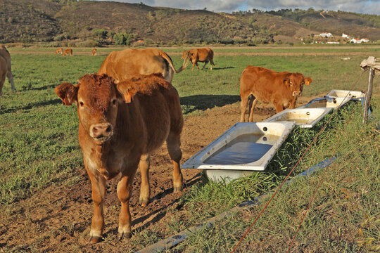 Herd of brown cows in a meadow with a bathtub with water