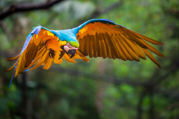 Yellow and blue Macaw parrot with open wings hunting