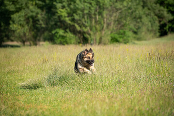 German shepherd