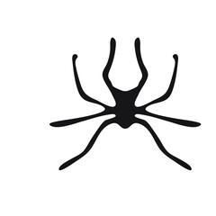 Hand drawn spider. Halloween simbol