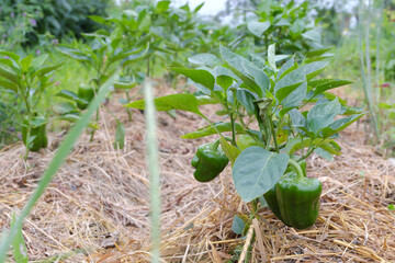Cultivation of Bulgarian pepper in the backyard. Pepper plants with straw laid to save vegetables.