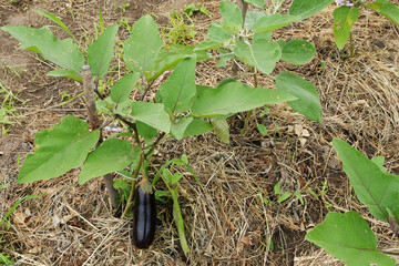 Growing eggplants in the backyard. Eggplant plants with straws laid to save vegetables.