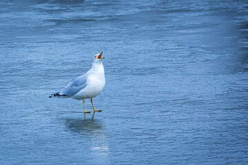 Seagull Crying on Ice