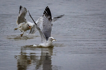Gulls Argue over Fish