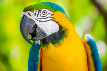 Yellow and blue Macaw parrot in Pantanal, Brazil
