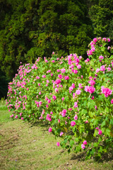 芙蓉の花の植え込み	
