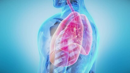 Human Respiratory System Anatomy Animation of Transparent Body Rotating in Seamless Loop with highlighted Lungs.