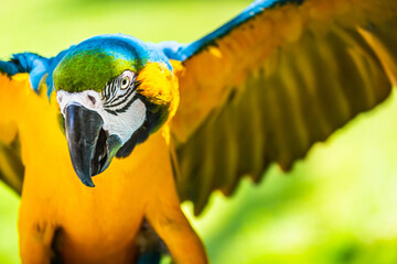 Yellow and blue Macaw parrot with open wings hunting