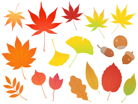 秋の紅葉やイチョウなどの落ち葉やドングリのセット素材_ベクターイラスト