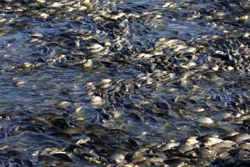 Carp in the fish pond are competing for bait. It's a very jubilant scene in North China