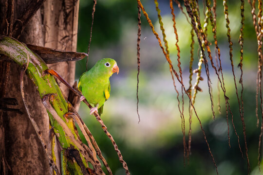 Yellow-chevroned Parakeet (Brotogeris chiriri) takes a short break from snacking.  Brasilia, Brasil.