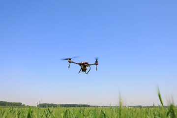 Fototapeta na wymiar farmers use plant protection UAVs to spray pesticides on wheat, North China