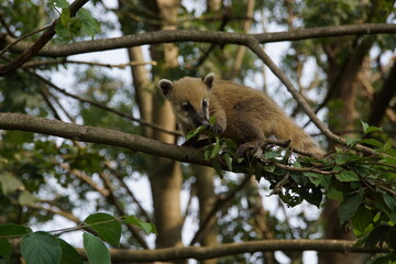 Junger Nasenbär (Nasua nasua) erkundet halsbrecherisch und akrobatisch einen Ast eines Laubbaumes....