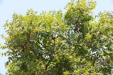 A 500 year old civilian fruit tree still bears fruit, North China
