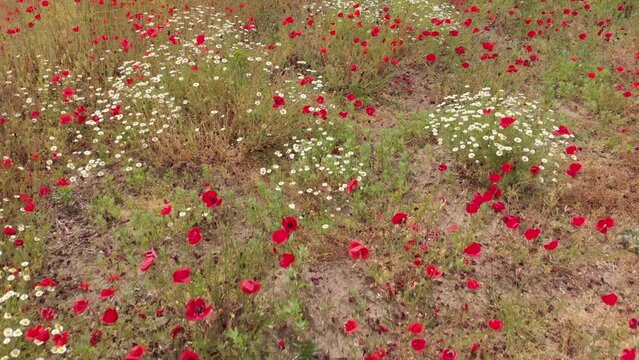 poppies and daisies moving from above
