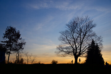 Fototapeta na wymiar Silhouette of maple trees in the public park in twilight