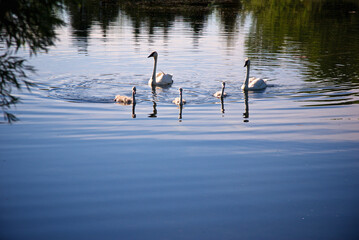 Swan family with chicks on the lake with copy space