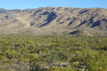 Fototapeta na wymiar Saguaro National Park, AZ