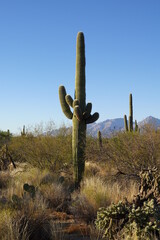 Saguaro National Park, AZ