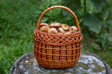 Fototapeta na wymiar Edible mushrooms in a basket. Vegetarian food. Food rich in protein and fiber.