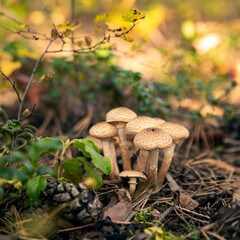 Edible honey mushrooms in the forest. Vegetarian food. Food rich in protein and fiber.