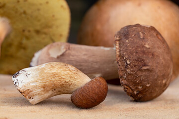Edible boletus mushrooms. Vegetarian food. Food rich in protein and fiber.