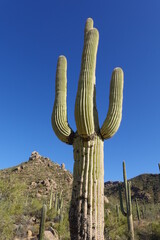 Saguaro National Park, AZ