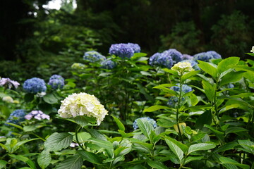 あじさい