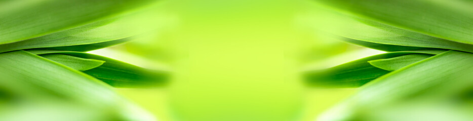 blurry leaves nature of summer green leaves natural green leaf plant used as wallpaper background