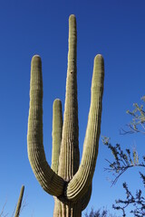 Saguaro National Park, AZ