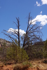Devil's Bridge, Sedona, AZ