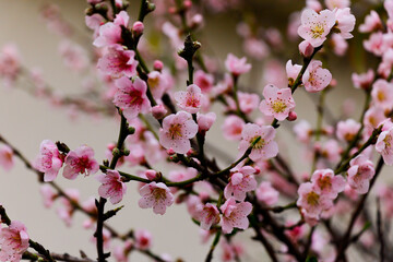 pink peach blossoms