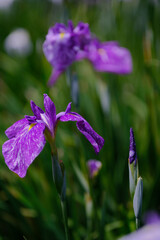 風景素材　初夏に咲く鮮かな菖蒲の花