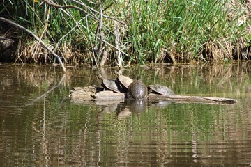 Basking Turtles