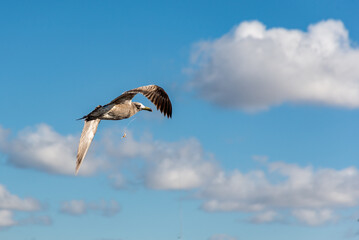 Olrog's Gull (Larus Atlanticus) flying over the port of Mar del Plata with a fishing line in its beak