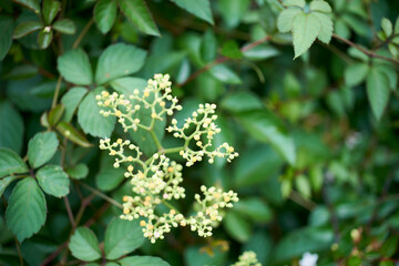 ヤブガラシ・植物・花・蕾・アップ