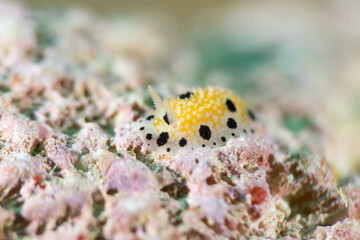 スミツキイボウミウシ