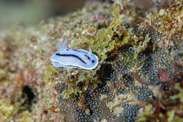 ミゾレウミウシ