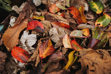 Background of fallen red, orange, yellow and brown leaves. Autumn concept texture. 
