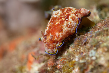 ホムライロウミウシ