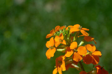 Orange Flowers Against a Green Background