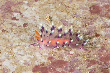 アデヤカミノウミウシ