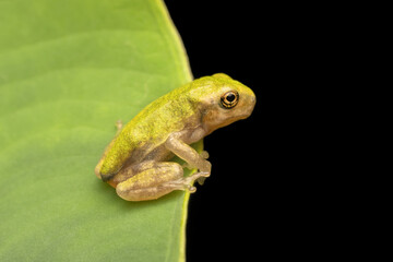 Baby Gray Tree Frog on plant edge