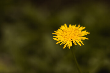 flor amarilla 