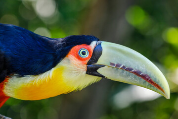 Colorful young Toco Toucan tropical bird in Pantanal, Brazil
