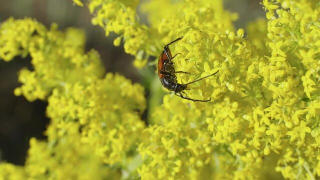 Beetle from the Alleculidae family eats pollen on yellow flowers. Macro shoot.