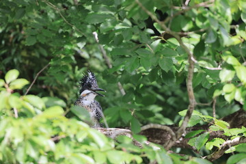 Crested Kingfisher (Megaceryle lugubris lugubris) in Honshu, Japan